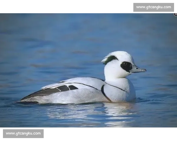 以比赛鸭为主角探讨赛鸭文化的起源与发展及其在现代社会的独特地位